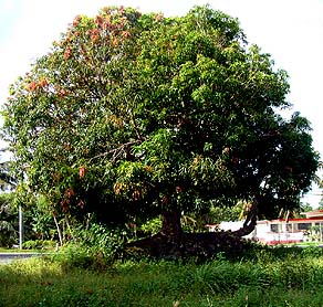 Maadi mango tree