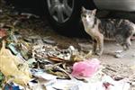 Maadi street garbage